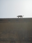 Cat on a Hot Terracotta Roof!